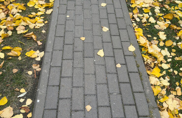 golden maple leaves on the ground in fall