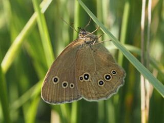 Ringlet (Aphantopus hyperantus)