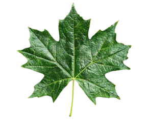 Falling maple leaf nature scene green top view isolated on transparent background