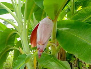 close up of a banana flower hanging on the tree. Blooming banana blossom with vibrant purple petals...
