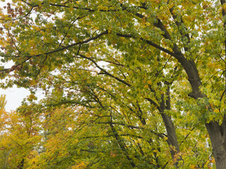 background texture of yellow leaves autumn leaf background