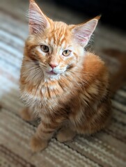 kleine Kitten Main Coon