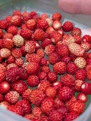 kleine Walderdbeeren