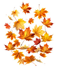 Fototapeta premium Numerous autumn maple leaves in various shades of yellow orange and red falling mid air isolated on a transparent background