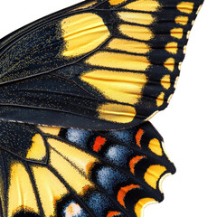 Of colorful butterfly wings nature outdoors isolated on transparent background