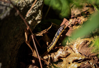 grasshopper on the ground