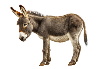 Obraz premium PNG Side view of a standing donkey against white background