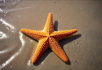 Starfish Resting on Wet Sand near the Shore