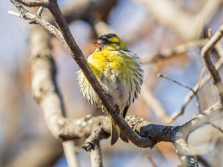 Eurasian siskin male, latin name spinus spinus, sitting on branch of tree. Cute little yellow...