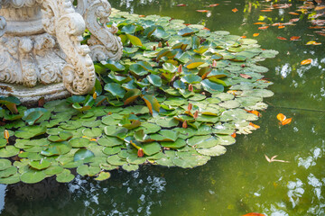 Lily pads on green pond with calm water. Natural serenity water garden with floating leaves and tranquil reflections. Stillness and stone by the pond. Outdoor setting
