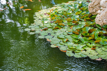 Lily pads on green pond with calm water. Natural serenity water garden with floating leaves and tranquil reflections. Stillness and stone by the pond. Outdoor setting