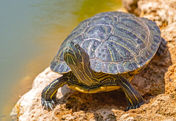 red-eared turtle basking in the sun