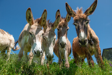 Donkeys in freedom on the mountain pasture