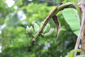 Raw bananas in the garden