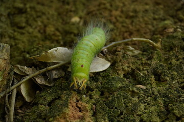 green caterpillar 6