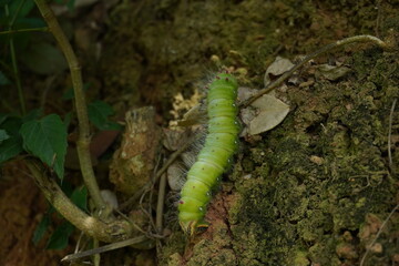 green caterpillar 4