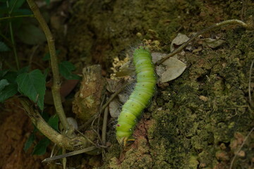 green caterpillar 3