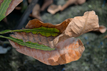 guava leaves dry and wither on the ground