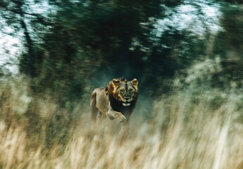 Majestic predator: running lion in the African wilderness.