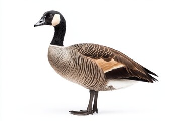 nene or Hawaiian goose - Branta sandvicensis - exclusively found in the wild on the islands of Maui, Kauai, Molokai, and Hawaii. Isolated on white background with copy space