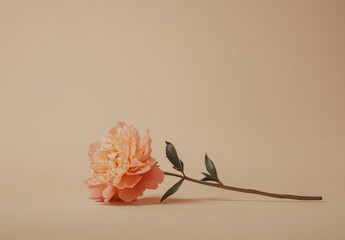 Peachy peony flower on neutral pastel beige background. Minimal stylish still life floral composition