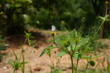 butterfly on a flower