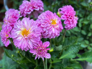 Vibrant Pink Blooming Dahlias flowers and Bumblebee on a Flower close up