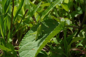 Green grasshopper on a leaf 9