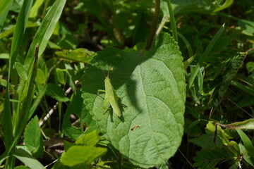Green grasshopper on a leaf 5