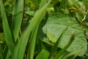 Green grasshopper on a leaf 7
