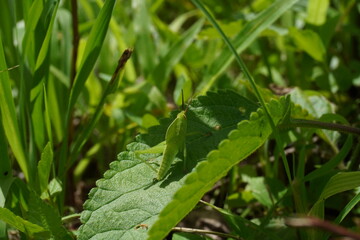 Green grasshopper on a leaf 4