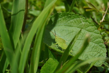 Green grasshopper on a leaf  2
