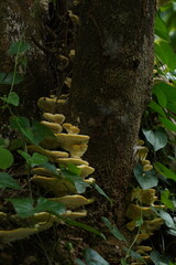 mushroom growing in a crust close up 3