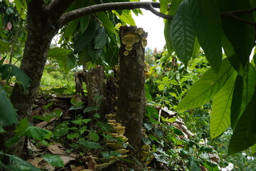 mushroom growing in a crust 2