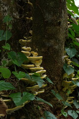 mushroom growing in a crust close up 1