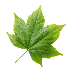 Fototapeta premium A close-up shot of a vibrant green leaf covered in tiny water droplets