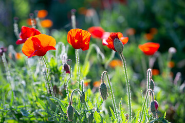 A Flower Bud of Red Papaver Rhoeas Flanders Common Poppy Before the Flowers Bloom