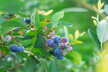 Close-up of ripe blueberries growing on a bush in a green summer garden. Concept organic farming,...