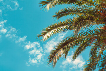 Palm tree leaves against a bright blue sky with scattered clouds. The scene evokes a tropical atmosphere, ideal for summer themes.