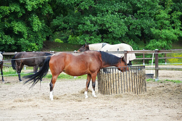 Wielkopolski breed horse eats hay on a horse farm outdoors in sunny day