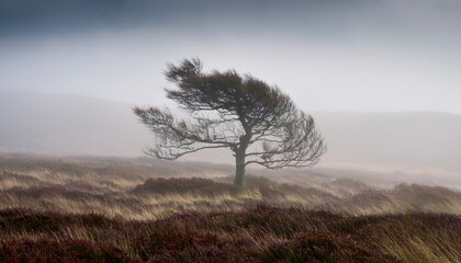 brooding landscape of a desolate windswept moor shrouded in thick fog with a lone solitary tree