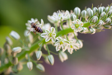 
Albuca Bracteata, Pregnant Onion, Ornithogalum Longibracteatum, False Sea Onion, Sea-Onion, Greenish White Flowers, Protrude from a Bulky Bulb 