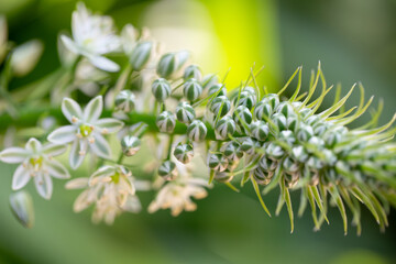 
Albuca Bracteata, Pregnant Onion, Ornithogalum Longibracteatum, False Sea Onion, Sea-Onion, Greenish White Flowers, Protrude from a Bulky Bulb 
