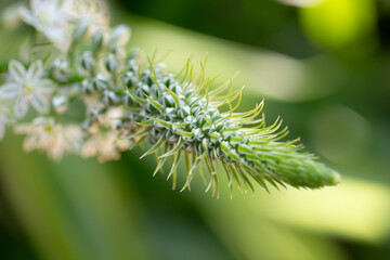 
Albuca Bracteata, Pregnant Onion, Ornithogalum Longibracteatum, False Sea Onion, Sea-Onion, Greenish White Flowers, Protrude from a Bulky Bulb 