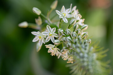 
Albuca Bracteata, Pregnant Onion, Ornithogalum Longibracteatum, False Sea Onion, Sea-Onion, Greenish White Flowers, Protrude from a Bulky Bulb 