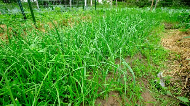 Organic leeks in early stage growing in garden bed next to onions