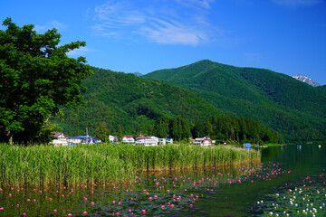 初夏の木崎湖に咲く睡蓮
