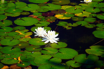 初夏の木崎湖に咲く睡蓮