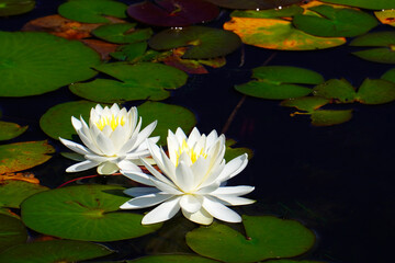 初夏の木崎湖に咲く睡蓮