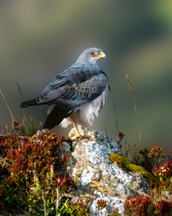 Majestic Black-chested Buzzard-Eagle in its
natural habitat—symbol of strength, freedom, and wild beauty. Ideal for bird lovers and nature enthusiasts.